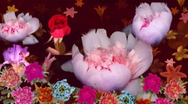 牡丹玫瑰菊花美丽花朵绽放花开视频素材