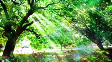 阳光透过树叶照射树林森林视频素材