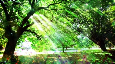 阳光透过树叶照射树林森林视频素材