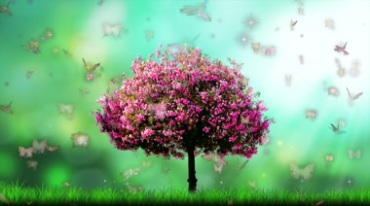一棵独树开满红色桃花蝴蝶围绕大树飞舞视频素材