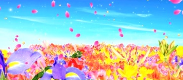 五颜六色的鲜艳花朵百花盛开花海视频素材