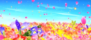 五颜六色的鲜艳花朵百花盛开花海视频素材