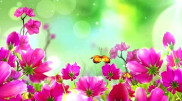 粉红鲜艳花朵蝴蝶飞舞花儿写真视频素材