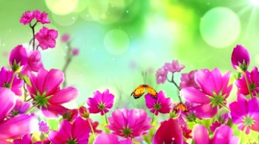 粉红鲜艳花朵蝴蝶飞舞花儿写真视频素材
