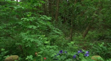 树林草丛荆棘树枝野草野花视频素材