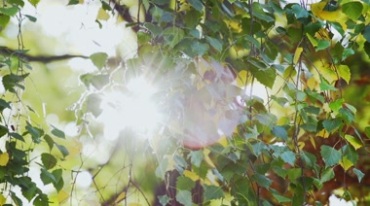 阳光透过树叶斑驳光圈镜头感视频素材