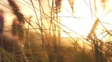 唯美清新清晨阳光树叶草丛斑驳镜头视频素材