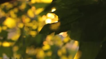 阳光照射透过枫叶，树叶摇曳阳光从缝里透出视频素材