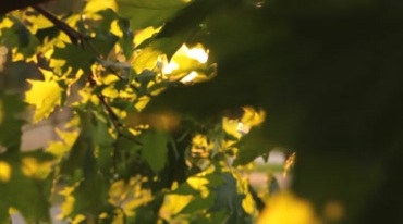 阳光照射透过枫叶，树叶摇曳阳光从缝里透出视频素材