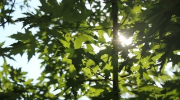太阳光下树叶摇动，光线若现视频素材