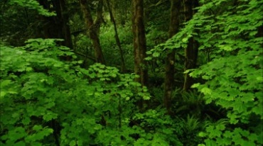 树林中碧绿树叶树木镜头走动摇臂拍摄视频素材
