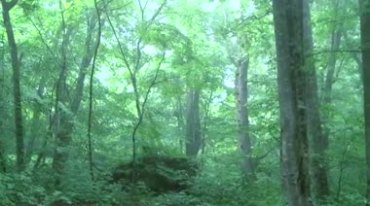 森林山间河流小河流水山涧绿树茂密树林视频素材