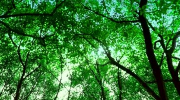 绿色树林枝繁叶茂树叶阳光照射穿透视频素材