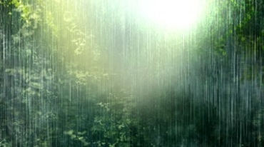 热带雨林下大雨暴雨视频素材