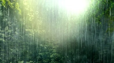 热带雨林下大雨暴雨视频素材