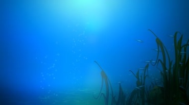 鱼群结队在蓝色海底水草中穿梭游动卡通视频素材