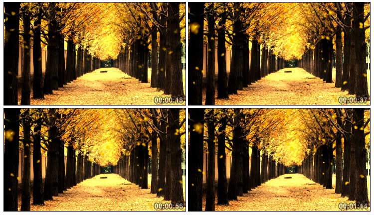 秋天落叶金黄树叶落满地(有音乐)视频素材