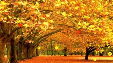 秋天枫树落叶视频素材