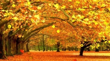 秋天枫树落叶视频素材