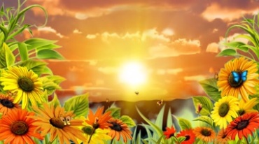 向日葵迎着朝阳，彩蝶飞舞视频素材