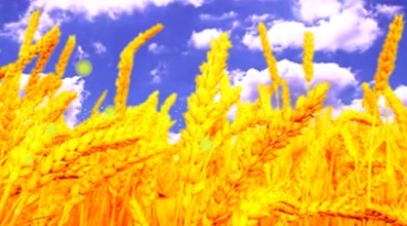 黄灿灿的麦子麦穗麦田视频素材