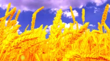 黄灿灿的麦子麦穗麦田视频素材