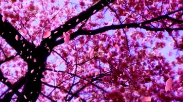 月光下的桃花树花瓣纷飞视频素材