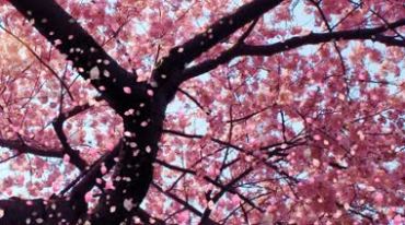 樱花飘落粉色花瓣雨视频素材