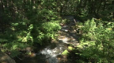 绿色森林水流泉水溪流视频素材