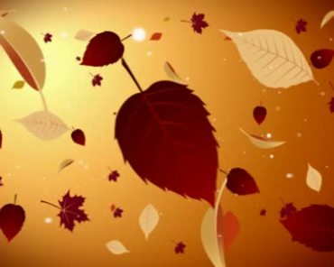 红色叶子树叶漂浮动态背景视频素材