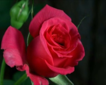 红色花朵玫瑰花开动画过程延时摄影视频素材