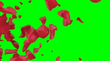 红花瓣组成的爱心图案，花瓣飘散绿屏特效视频素材