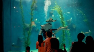 海底世界海洋水族馆鱼群工作人员嬉戏视频素材