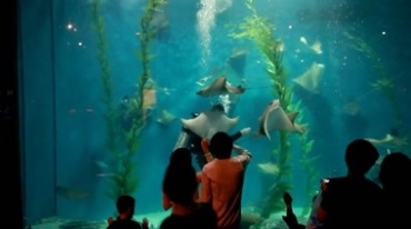 海底世界海洋水族馆鱼群工作人员嬉戏视频素材