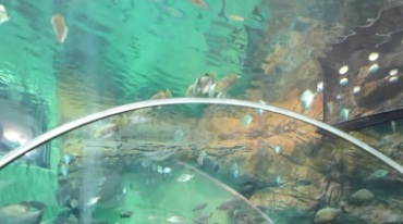 海洋馆玻璃里鱼群游动视频素材
