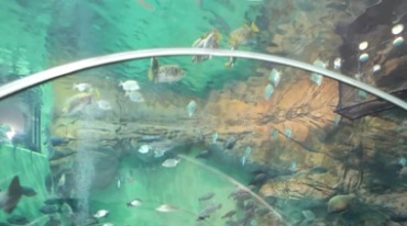 海洋馆玻璃里鱼群游动视频素材