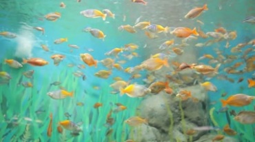 海底世界鱼群游动观赏鱼活动视频素材