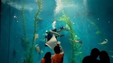 海族馆海洋馆观赏鱼群表演视频素材