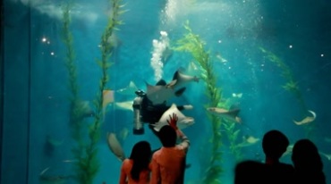海族馆海洋馆观赏鱼群表演视频素材