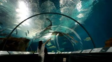 恋人情侣游玩海洋馆海底世界视频素材