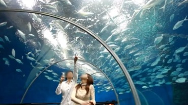恋人情侣游玩海洋馆海底世界视频素材