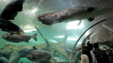 海底世界海洋馆里大鱼游来游去视频素材