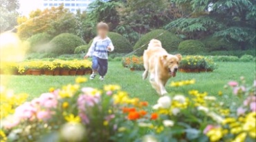 小孩在花园里和金毛狗玩耍幸福生活视频素材