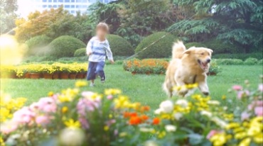 小孩在花园里和金毛狗玩耍幸福生活视频素材