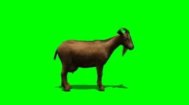 黄山羊绿屏抠像特效视频素材