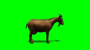 黄山羊绿屏抠像特效视频素材