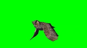 猫头鹰展翅飞翔动作绿幕免抠像特效视频素材