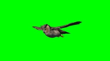 猫头鹰展翅飞翔动作绿幕免抠像特效视频素材