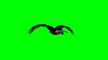 老鹰张开翅膀高空飞翔绿幕免抠像特效视频素材