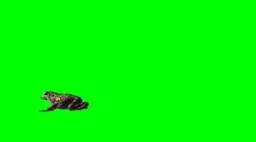青蛙跳动跳跃绿幕抠像特效视频素材